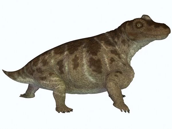 Keratocephalus, a semi-aquatic dinosaur from the Permian Age