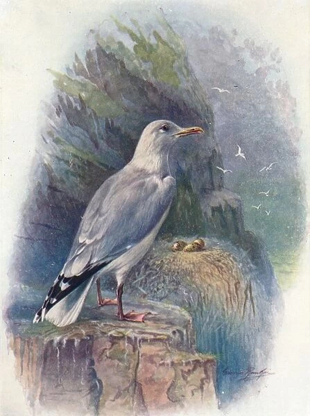 Herring Gull - Lar us argenta tus, c1910, (1910). Artist: George James Rankin