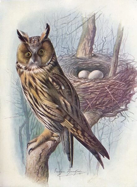 Long-Eared Owl - As io o tus, c1910, (1910). Artist: George James Rankin