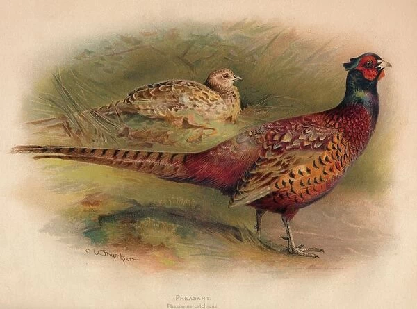 Pheasant (Phasianus colchicus), 1900, (1900). Artist: Charles Whymper
