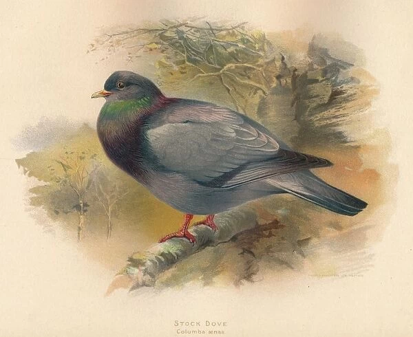 Stock Dove (Columba aenas), 1900, (1900). Artist: Charles Whymper