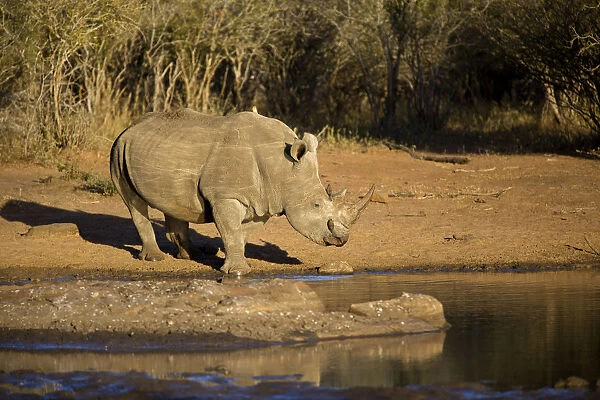 White Rhino (Ceratotherium simum) drinking water, South Africa, Mpumulanga
