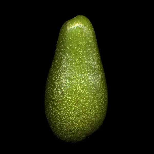 MH_0100. Persea americana. Avocado. Green subject. Black b / g