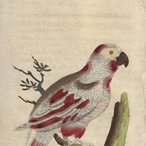 Ash-colored and red parrot or African grey