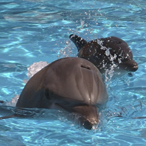 Bottlenose Dolphin - Newborn Baby / Calf first