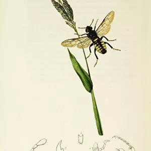 Curtis British Entomology Plate 41