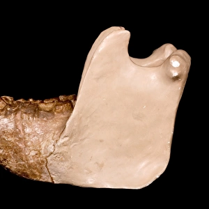 Gigantopithecus model jaw