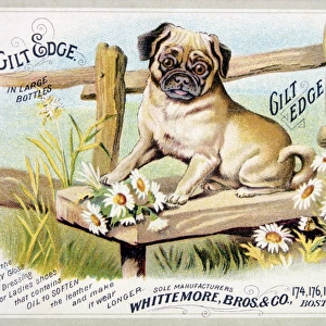 Gilt Edge pug dog Advertisement