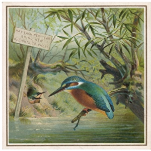 Kingfisher (Card)