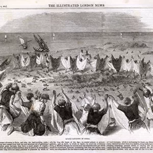 Quail catching in Syria 1862