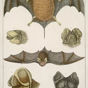 Various Bats / Fullarton