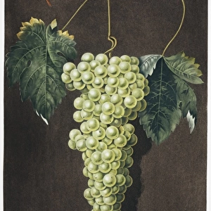 Vitis sp. royal muscadine grape