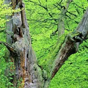 Ancient Oak Tree - four hundred years old Sababurg forest, Hessen, Germany