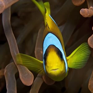 Two Banded Anemonefish / Red Sea Clownfish - Red Sea