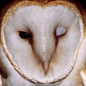 Barn Owl CLA 459 “Winking” Colorado USA. Tyto alba © Mary Clay / ARDEA LONDON