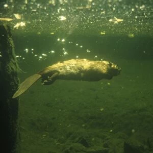 Beaver - underwater