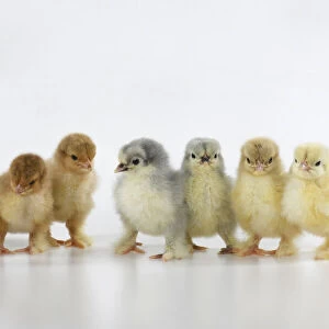 BIRD, X7 one day old chicks in a line, chicken, on white background, studio