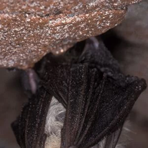 Brown Big-eared Bat / Long-eared Bat - hibernation at cave - NP Bohemian forest - Czech Republic