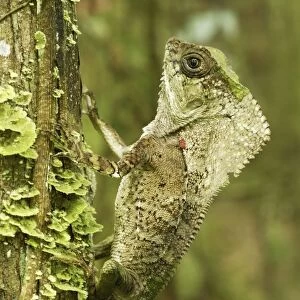 Casque-headed Basilisk - Old Man Lizard - Helmeted Iguana Cahuita N. P. Costa Rica
