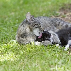 Cat - kitten getting affection from mother - in garden - Lower Saxony - Germany