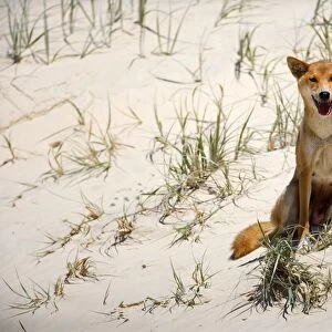 Dingo - female adult sitting on a sand dune looking directly into the camera - Fraser Island World Heritage Area, Great Sandy National Park, Queensland, Australia