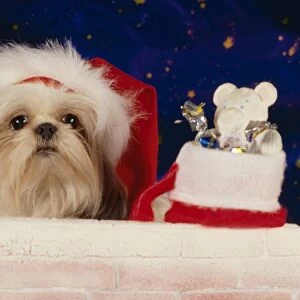 Dog - Christmas