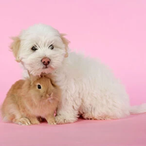 DOG & RABBIT. Coton de Tulear puppy ( 8 wks old ) with a lion head rabbit ( 6 wks old )