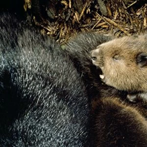 European Beaver - inside lodge Poland