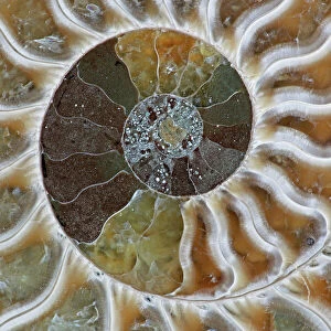 Fossil Ammonite - Cleoniceras sp. - Cretaceous - Madagascar