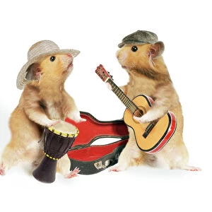 Hamsters - playing musical instruments - captionable