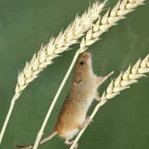 Harvest Mouse - climbing between wheat stalks using prehensile tail to balance, Lower Saxony, Germany
