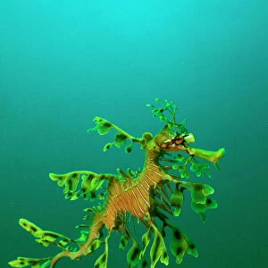 Leafy Seadragon - an example of brilliant camouflage as neither predators nor prey recognise it as a fish Rapid Bay, South Australia. SPE00169