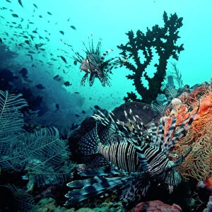 Lionfish - amongst Tubastrea Coral & Sea Fan Fam: Scorpaenidae Indonesia