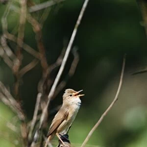 Marsh Warbler - singing