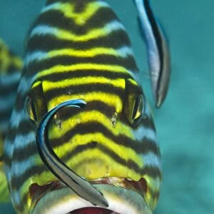 Oriental Sweetlips - being cleaned by two Cleaner Wrasse Fish (Labroides dimidiatus) - Maldives