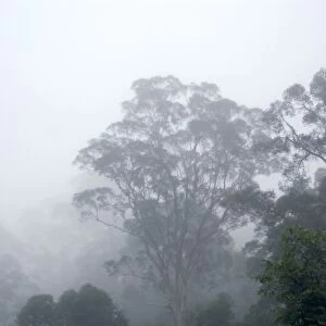 Primary rainforest in the mist at dawn, river Danum Valley Conservation Area, Sabah, Borneo, Malaysia; June. Ma39. 3240
