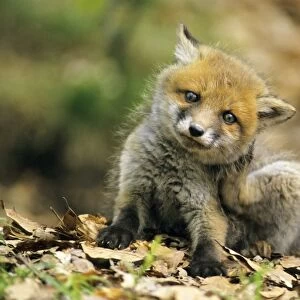 Red Fox - cub scratching its ear Lower Saxony, Germany