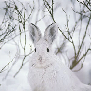 Snowshoe Hare MH233
