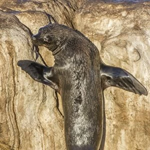 Cape fur seal basking in the sun C016 / 4793