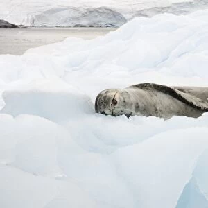 Leopard seal resting on ice floe C016 / 8069