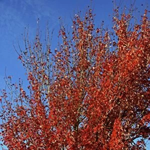 Red Maple (Acer rubrum) C016 / 4275