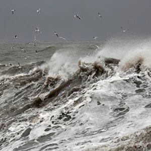 Stormy sea C017 / 9423