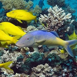 Yellowsaddle goatfish