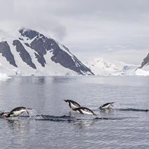 Adult gentoo penguins (Pygoscelis papua) porpoising, Danco Island, Antarctica, Polar Regions