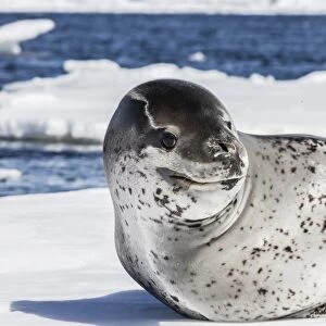 Adult leopard seal (Hydrurga leptonyx), Booth Island, Antarctica, Southern Ocean, Polar Regions