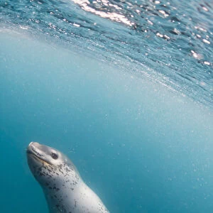 A curious adult leopard seal (Hydrurga leptonyx), underwater near Coronation Island