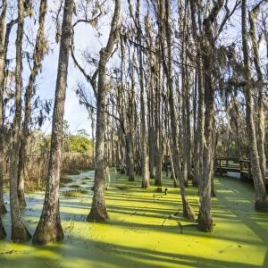Dead trees in the swamps of the Magnolia Plantation outside Charleston, South Carolina