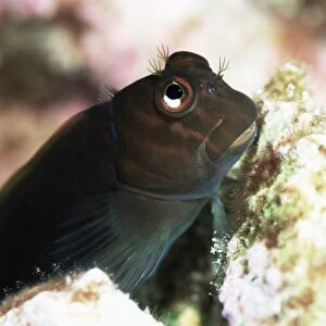 Goby lives in holes in coral