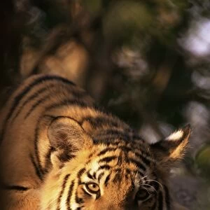Indo Chinese tiger cub