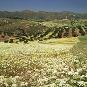 Landscape near Velez Malaga